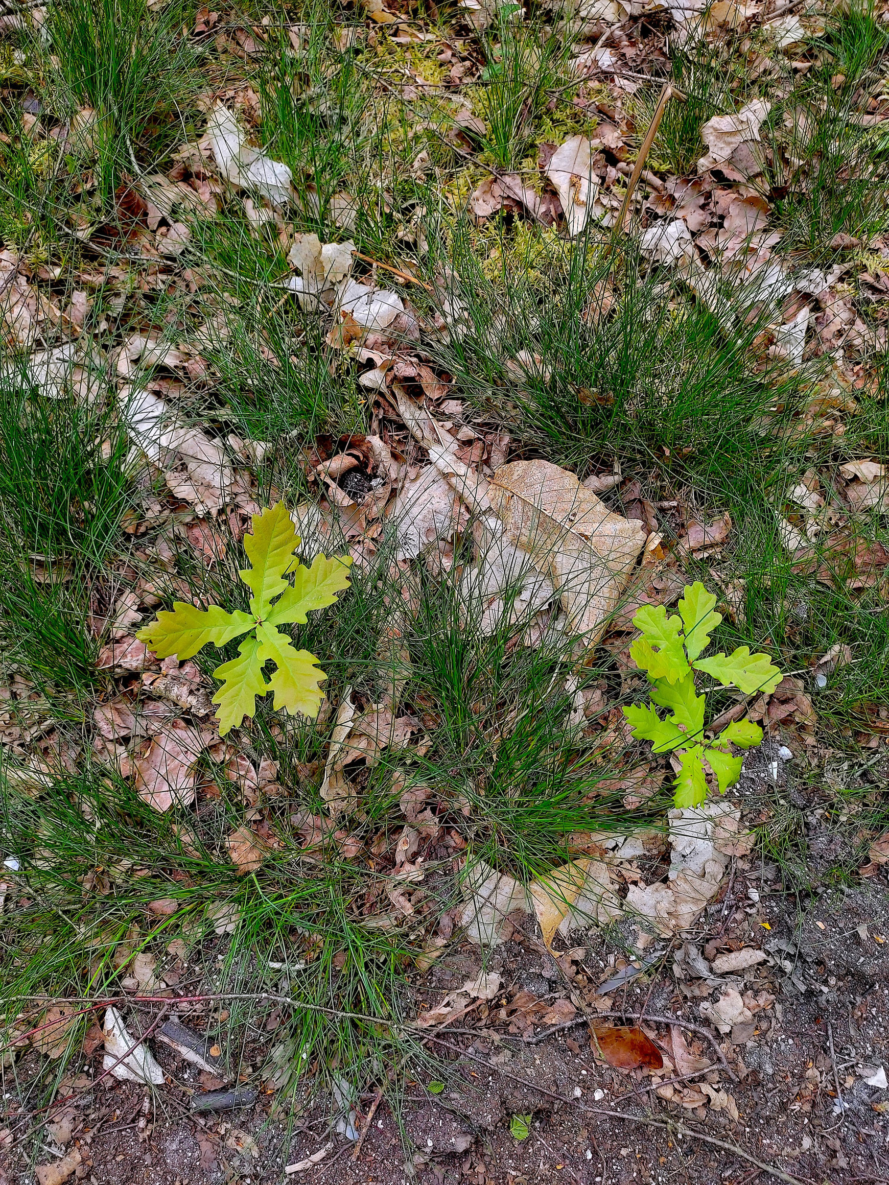 © Brice Andlauer (Une forêt en cours de ré-ensauvagement dans le Perche) Ré ensauvager les espaces naturels (2/2) - L'Europe vue d'ici #120